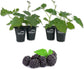 Blackberry Plant - 4 Live Starter Plants - Rubus - Fruit Trees for The Patio and Garden