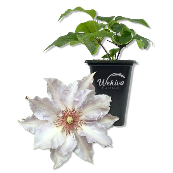 Clematis Tranquilite - Live Starter Plants in 2 Inch Growers Pots - Starter Plants Ready for The Garden - Rare Clematis for Collectors