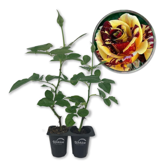 Simsalabim Rose Bush - Live Starter Plants in 2 Inch Growers Pots - Beautifully Fragrant Hybrid Tea Rose - A Versatile Beauty with Large Blooms