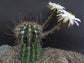 Queen of the Night Cactus - Live Starter Plants - Echinopsis Leucantha - Beautiful Night Blooming Succulent Houseplant