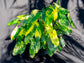 Variegated Brule Marx Philodendron - 1 Live Plant in a 4 Inch Pot - Philodendron Brule Marxii Variegata - Extremely Rare Indoor Houseplant