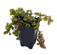 Sao Paulo Friendship Plant - Live Starter Plants - Pilea Depressa - Beautiful Texture Compact Indoor Plant