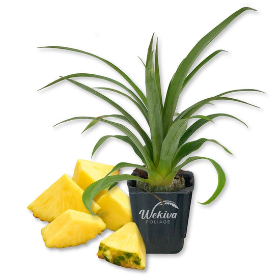 Pineapple Plant - 1 Live Starter Plant - Ananas Comosus - Edible and Fruit Bearing for Patio and Garden