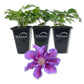 Clematis Baroness Fookes - Live Starter Plants - Beautiful Multi Colored Striped Lavender Flowering Vine