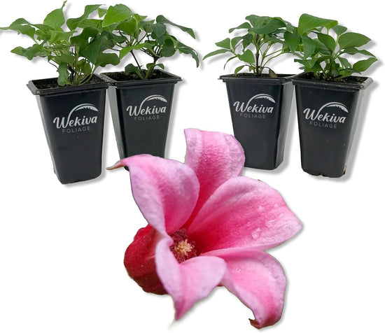 Clematis Duchess of Albany - Live Starter Plants in 2 Inch Growers Pots - Starter Plants Ready for The Garden - Rare Clematis for Collectors