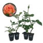 Tahitian Sunset Rose Bush - Live Starter Plants in 2 Inch Pots - Beautifully Fragrant Heirloom Rose from Florida - A Versatile Beauty with a Rich Fragrance