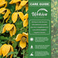 Clematis Tangutica - Live Starter Plants in 2 Inch Growers Pots - Starter Plants Ready for The Garden - Rare Clematis for Collectors