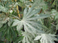 Speckled Spider Web Aralia - Live Plant in a 6 Inch Pot - Fatsia Japonica Spider - Speckled Aralia Indoor Outdoor Fast Growing Hardy Evergreen