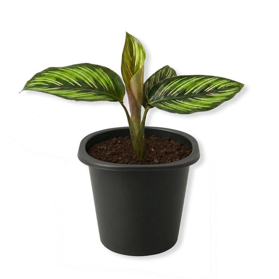 Calathea Beauty Star - Live Starter Plants - Calathea Ornata - Bautiful Colorful Tropical Foliage Prayer Plant