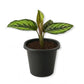 Calathea Beauty Star - Live Starter Plants - Calathea Ornata - Bautiful Colorful Tropical Foliage Prayer Plant