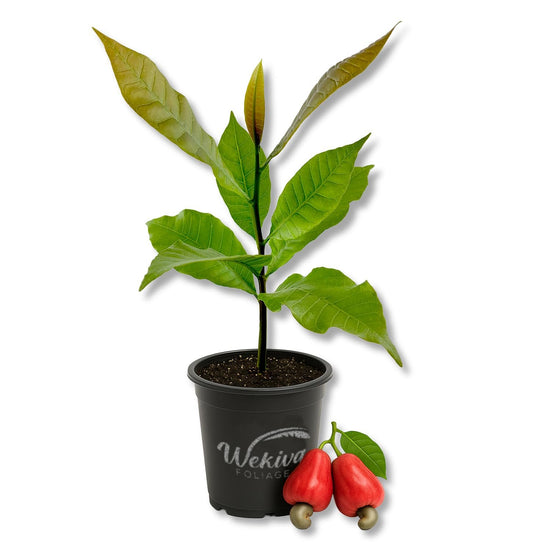 Red Cashew Tree - Live Plants in 4 Inch Growers Pots - Anacardium Occidentale - Beautiful Edible Nut Bearing Tree for Patio and Garden