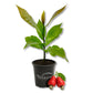 Red Cashew Tree - Live Plants in 4 Inch Growers Pots - Anacardium Occidentale - Beautiful Edible Nut Bearing Tree for Patio and Garden