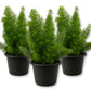 Foxtail Fern - Live Starter Plants - Asparagus Myersii