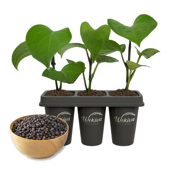 Black Pepper Plant - Live Starter Vines - Piper Nigrum - Grow Your Own Spices in The Garden