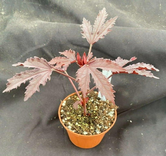 African Rose Hibiscus - Live Starter Plants - Hibiscus Acetosella - Bold Beautiful Striking Indoor Outdoor Plant