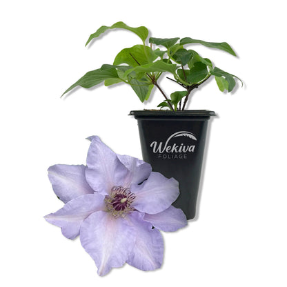Clematis Eliza - Live Starter Plants - 2 Inch Pot