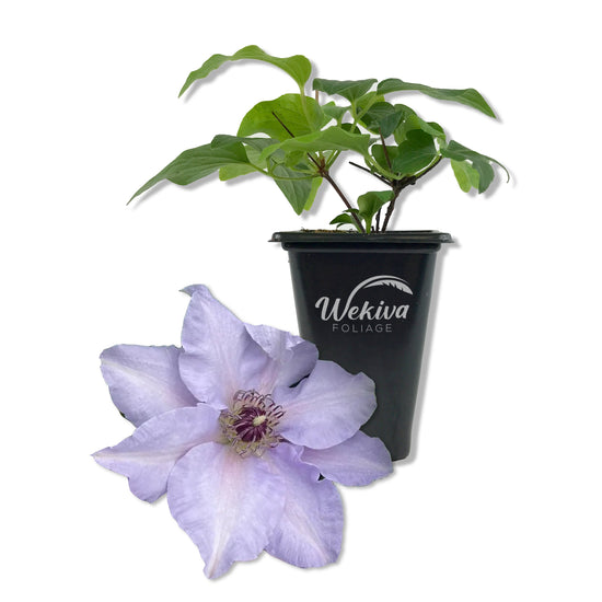 Clematis Eliza - Live Starter Plants - 2 Inch Pot