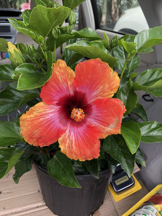 Fiesta Hibiscus Bush - 1 Live Plant in a 6 Inch Pot - Hibiscus Rosa Sinensis &
