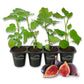 Fig Tree - 4 Live Starter Plants - Ficus Carica - Edible Fruit Tree for The Patio and Garden