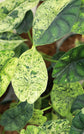 Mint Dragon Scale Alocasia - 1 Live Plant in a 4 Inch Pot - Alocasia Baginda - Bold Striking Sculptural Houseplant