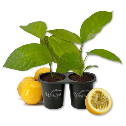 Passion Fruit Plant - 2 Live Starter Plants - Edible Fruit Bearing Vine for The Patio and Garden