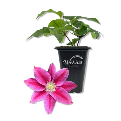 Clematis Queen&