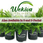 Boston Compacta Fern - Live Plants in 4 Inch Pots - Nephrolepis Exaltata Compacta - Beautiful Clean Air Indoor Outdoor Ferns from Florida