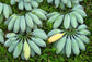 Banana Tree - 1 Live Starter Plant - Musa - Edible Fruit Bearing Tree for The Patio and Garden