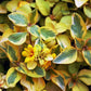 Golden Sunset Plant - Live Starter Plants - Lysimachia Congestiflora - Colorful Beautiful Trailing Cascading Easy Care