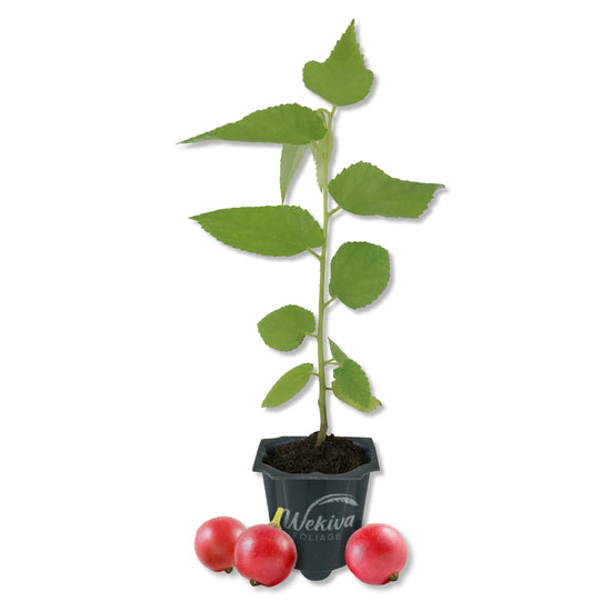 Jamaican Cherry Tree - Strawberry Tree - 1 Live Starter Plant - Muntingia Calabura - Edible Fruit Bearing Tree for The Patio and Garden