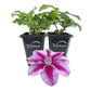 Clematis Kilian Donahue - Live Starter Plants in 2 Inch Growers Pots - Starter Plants Ready for The Garden - Rare Clematis for Collectors