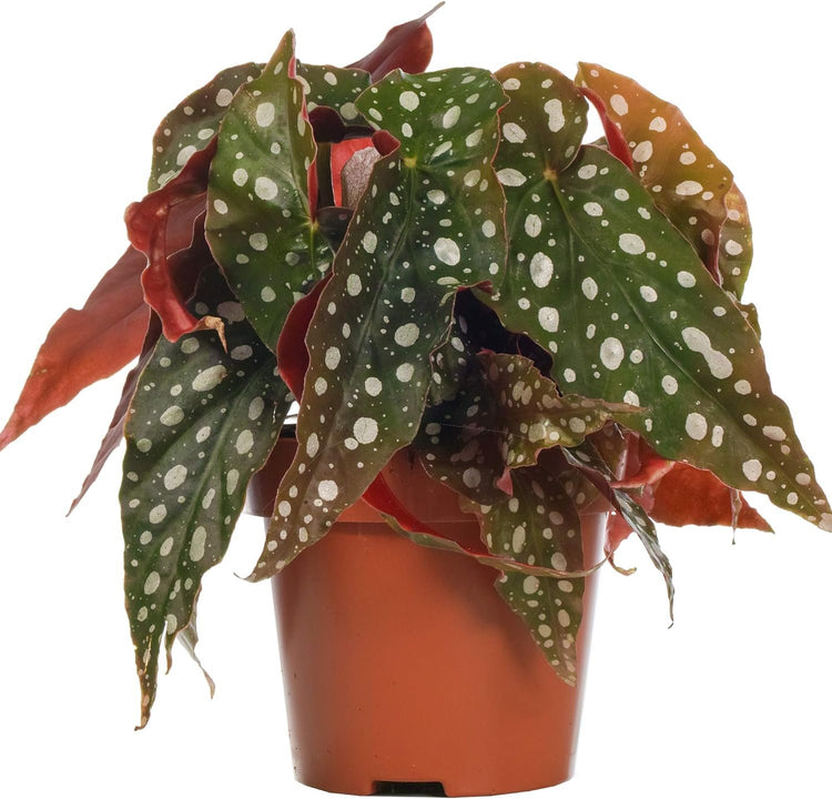 house plants with polka dot leaves Polka Dot Begonia - Live Plant in a 4 Inch Pot - Begonia Maculata