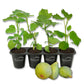 Fig Tree - 4 Live Starter Plants - Ficus Carica - Edible Fruit Tree for The Patio and Garden