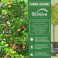 Red Cashew Tree - Live Plants in 4 Inch Growers Pots - Anacardium Occidentale - Beautiful Edible Nut Bearing Tree for Patio and Garden