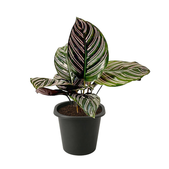 Pinstripe Calathea - Live Starter Plants - Calathea Ornata - Beautiful Easy Care Vining Indoor Houseplant