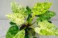 Blizzard Philodendron - 1 Live Plant in a 4 Inch Pot - Philodendron Giganteum Blizzard - Extremely Rare Indoor Houseplant