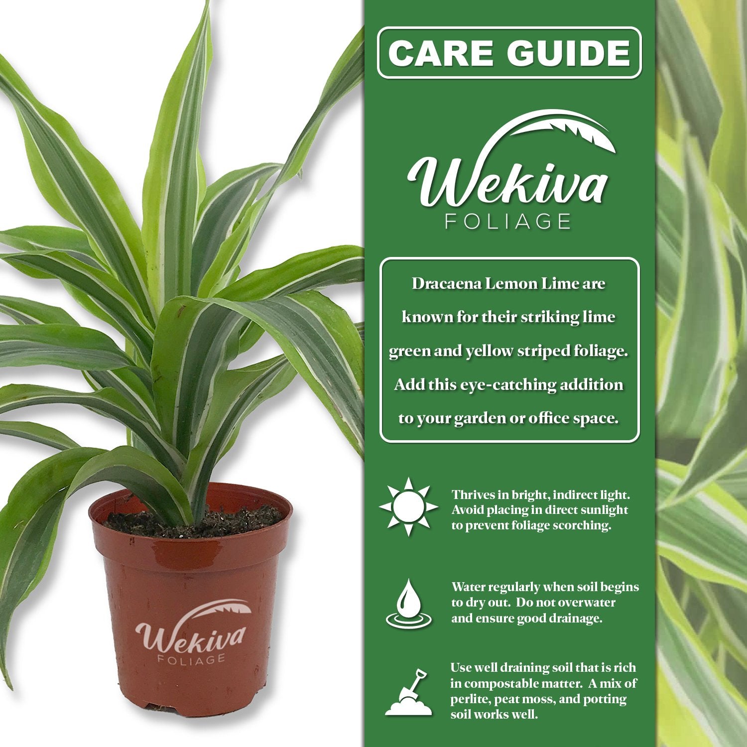 lemon lime dracaena soil Wekiva Foliage Dracaena Lemon Lime and Soil Mix Combo-Live Plant in a 4 in. Pot with 1 Quart Houseplant Soil Mix-Dracaena Warneckii