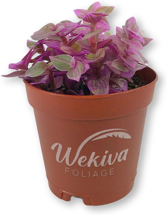 Tradescantia Pink Panther Wandering Jew - 4 Live Plants in 2 Inch Pots - Callisia Repens - Rare and Elegant Indoor Houseplant