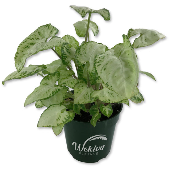 Syngonium Glo Go - 1 Live Plant in a 4 Inch Growers Pot - Syngonium - Beautiful Vibrant Colorful Foliage Indoor Houseplant