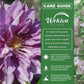 Clematis Proteus - Live Starter Plants in 2 Inch Growers Pots - Starter Plants Ready for The Garden - Beautiful Lilac Flowering Vine