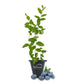 Blueberry Plant - 1 Live Starter Plant - Vaccinium - Edible Fruit Bearing Bush for The Patio and Garden