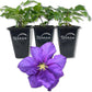 Clematis General Sikorski - Live Starter Plants in 2 Inch Pots - Starter Plants Ready for The Garden - Beautiful Dark Lavender Flowering Vine