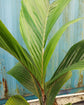 OBI Island Palm - Live Plant in a 3 Gallon Growers Pot - Hydriastele Beguinii - Ornamental Palms of Florida