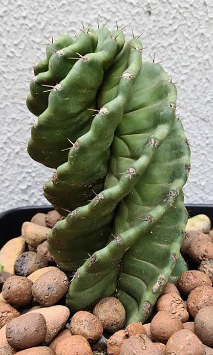Spiralis Cactus - 1 Live Plant in a 4 Inch Pot - Cereus Forbesii &