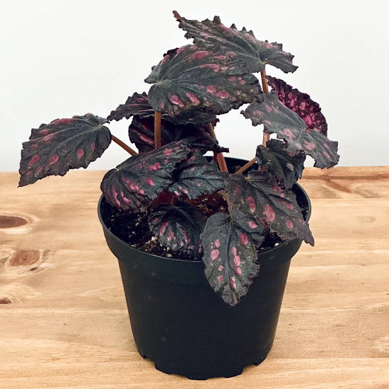 Madagascar Begonia - Live Starter Plants - Begonia Rex &