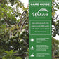 Avocado Tree - Grafted - Live Plant in a 3 Gallon Growers Pot - Persea Americana - Beautiful Edible Fruit Bearing Tree for Patio and Garden