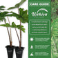 Alocasia Jacklyn - Live Starter Plants in 2 Inch Grower&