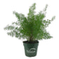 Foxtail Fern - Live Plants - 4 Inch Pot - Asparagus Myersii
