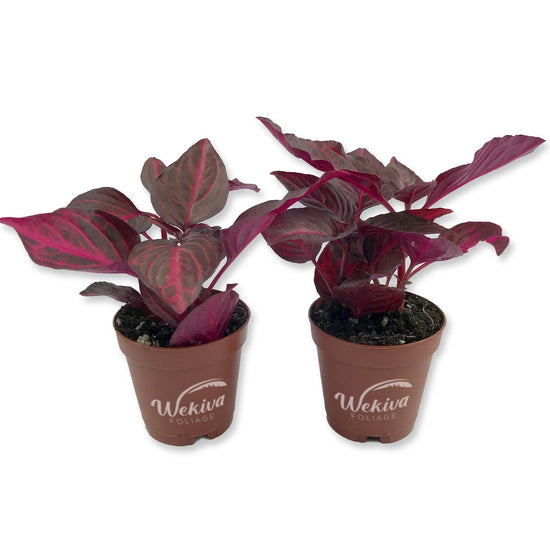 Chicken Gizzard Plant - Live Starter Plants - Iresine Herbstii