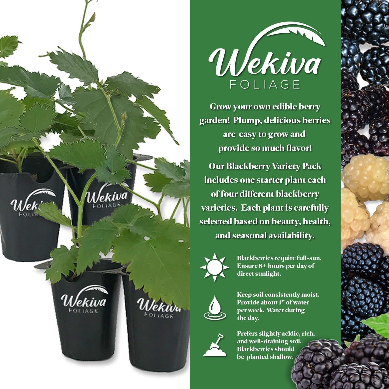 planting blackberries in a pot Blackberry Plant - 4 Live Starter Plants - Rubus